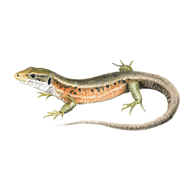 Zandhagedis Zandhagedis